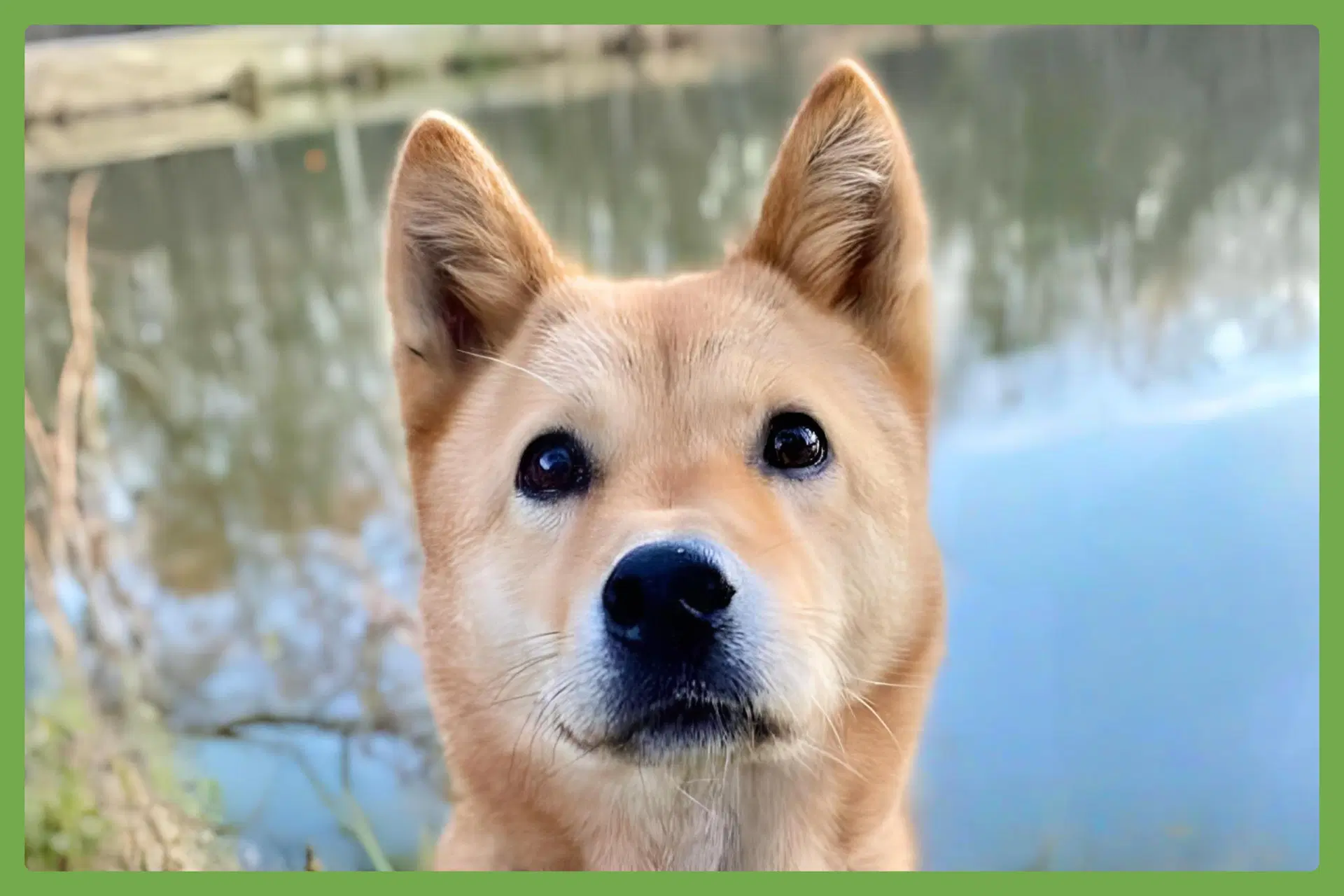 Moxie - Jindo (Korean)