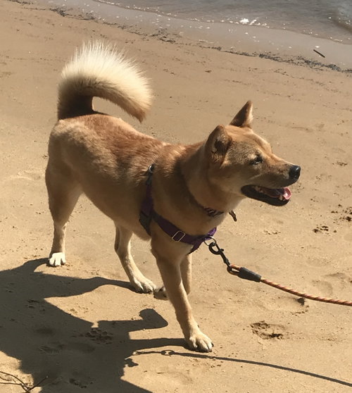 Moxie, photo 5