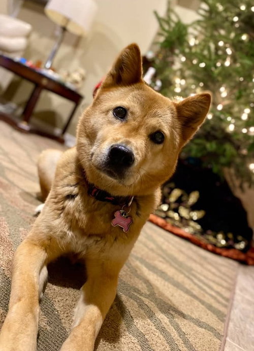 Moxie, photo 6