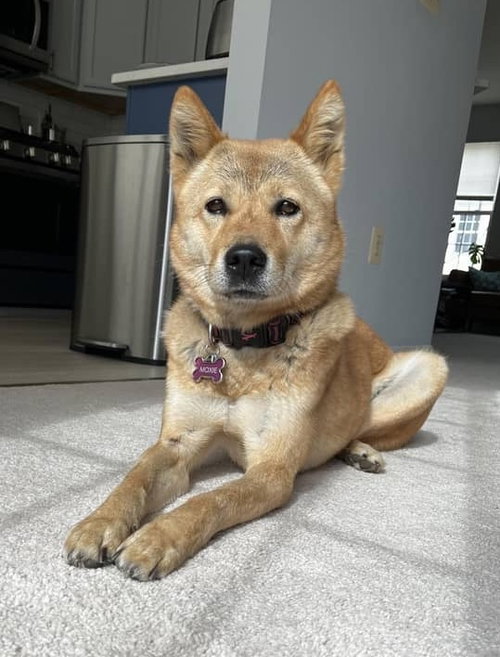 Moxie, photo 8