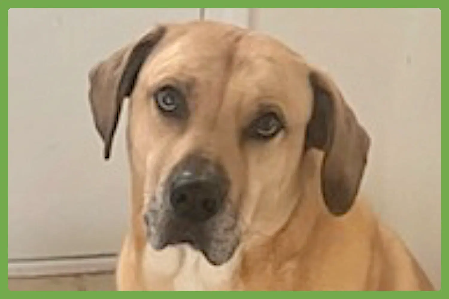 Chulo - Mastiff