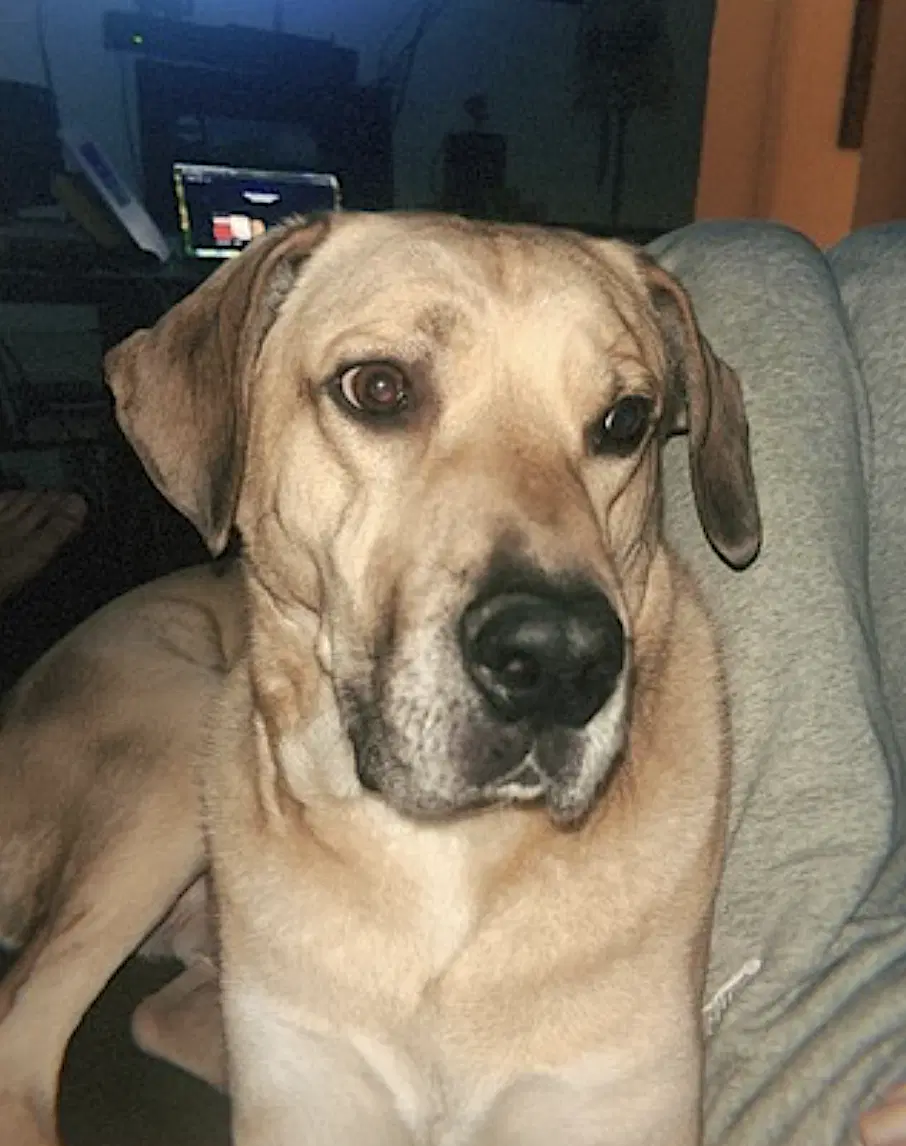 Chulo image 4
