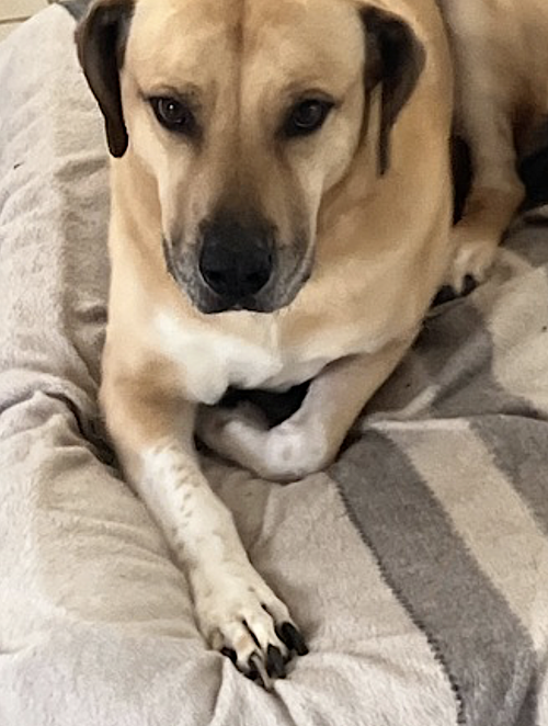 Chulo, photo 5
