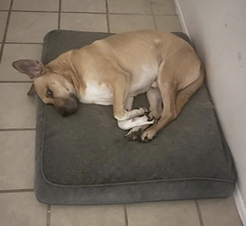 Chulo, photo 6