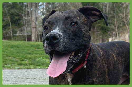 Cooper, an adoptable American Pit Bull Terrier in Amherst, MA
