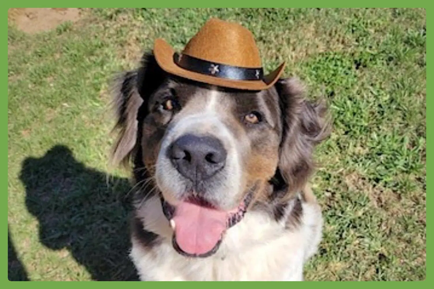 George - Great Pyrenees