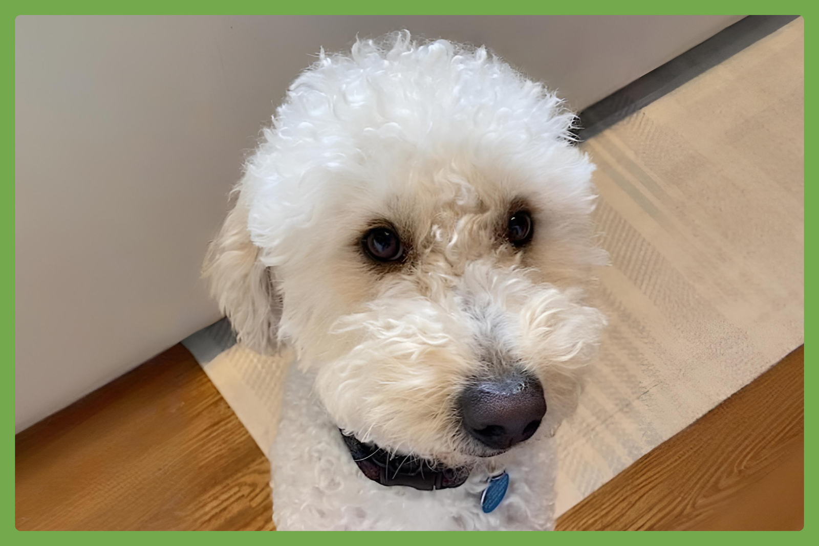 Teddy Image