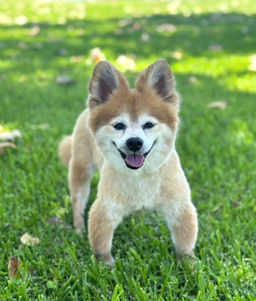 Eevee and Ellie, photo 10