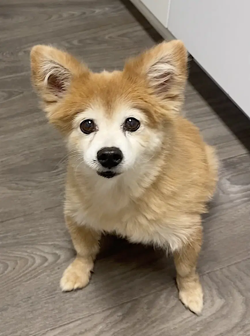 Eevee And Ellie image 2
