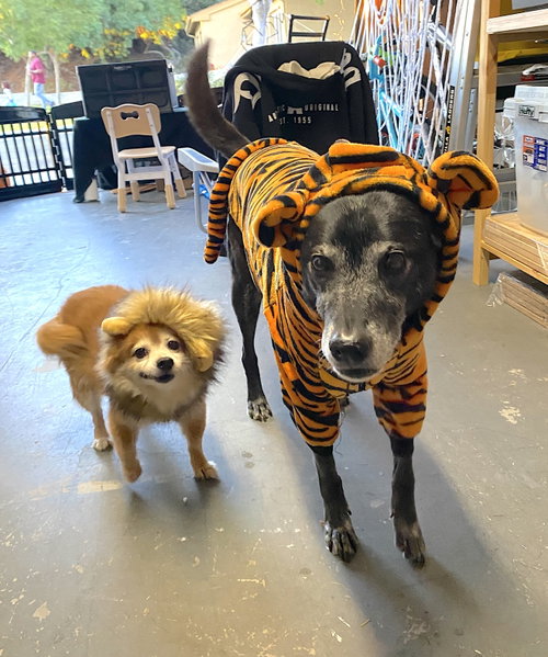 Eevee and Ellie, photo 4