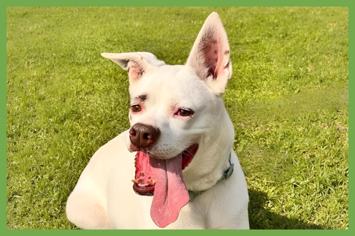 Boots, a dog for adoption from Joyful Pets Animal Rescue