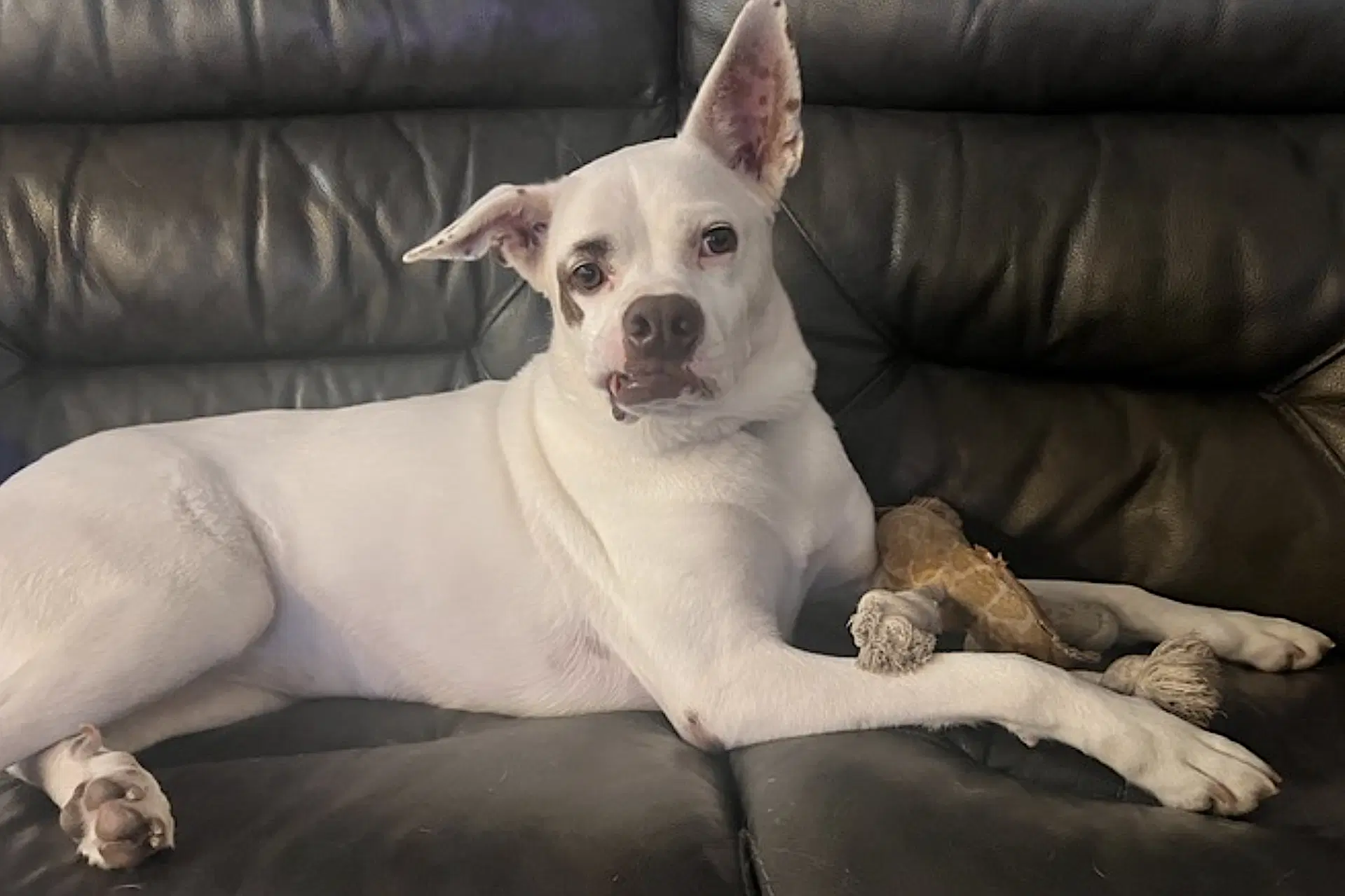 Boots image 4