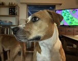 Lucky and Piper, photo 7