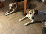Lucky and Piper, photo 5