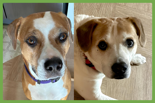 Lucky and Piper, an adoptable American Pit Bull Terrier in Amherst, MA
