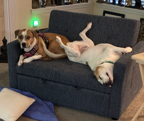 Lucky and Piper, photo 2