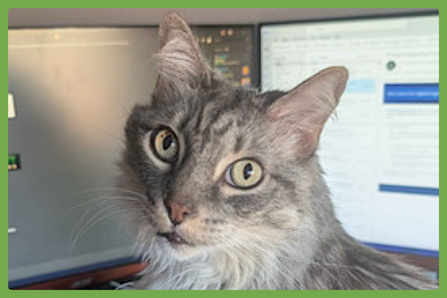 Lancelot, Adult Domestic Long Hair (long coat), cat for adoption in Westfield, Massachusetts