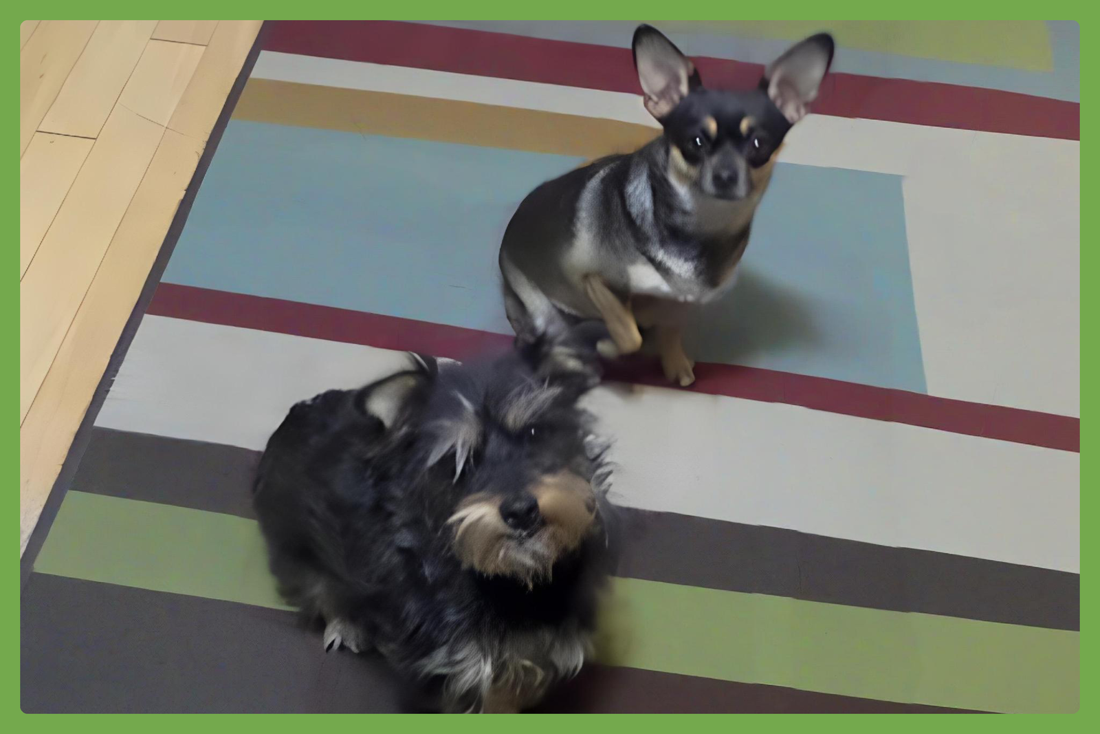 Buddy and Chica Image