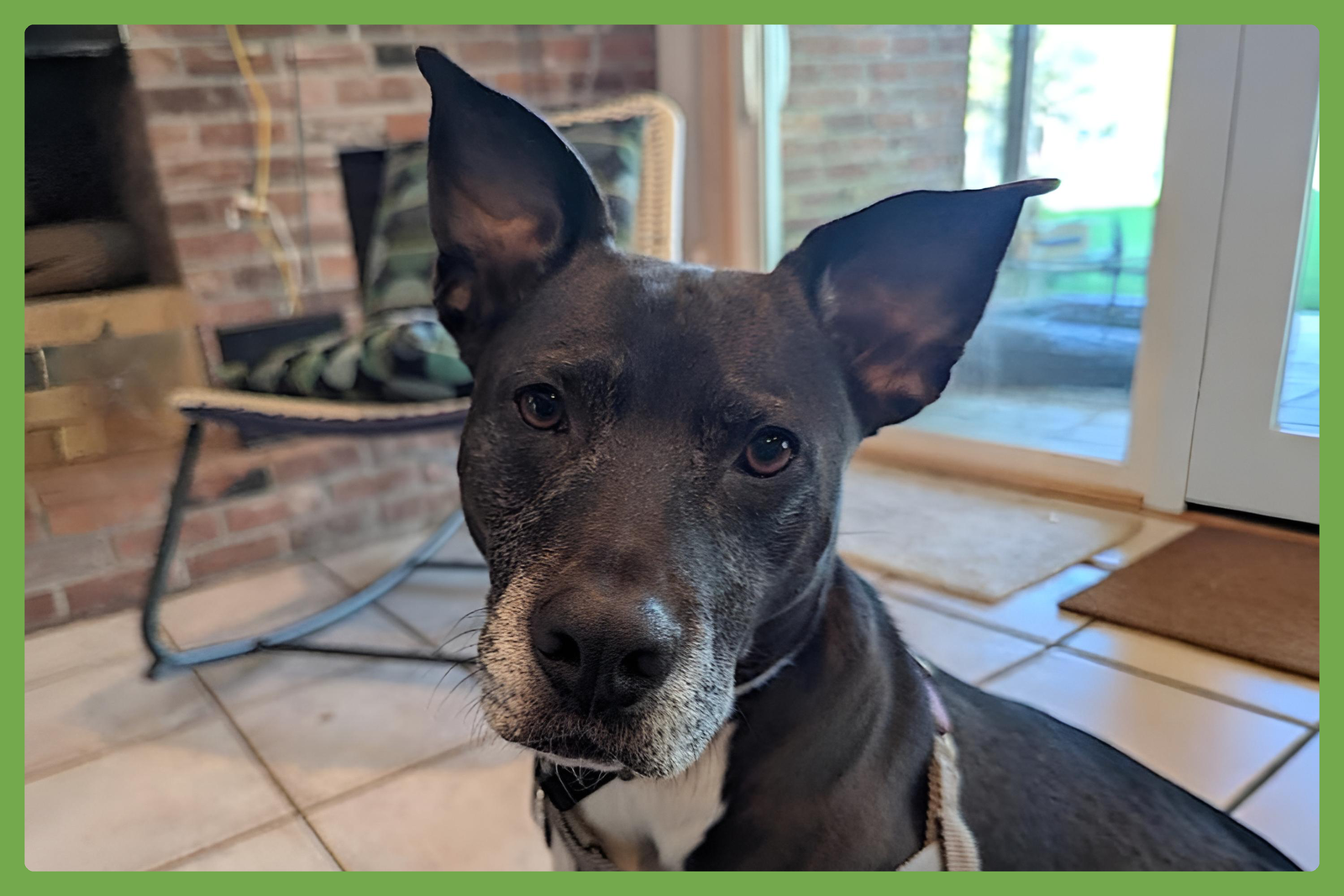 Dani Image