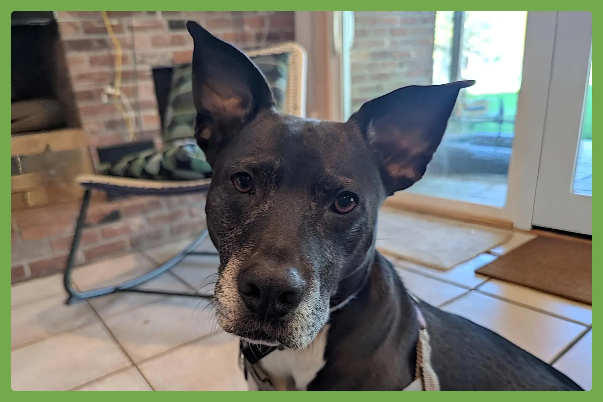 Dani - American Pit Bull Terrier