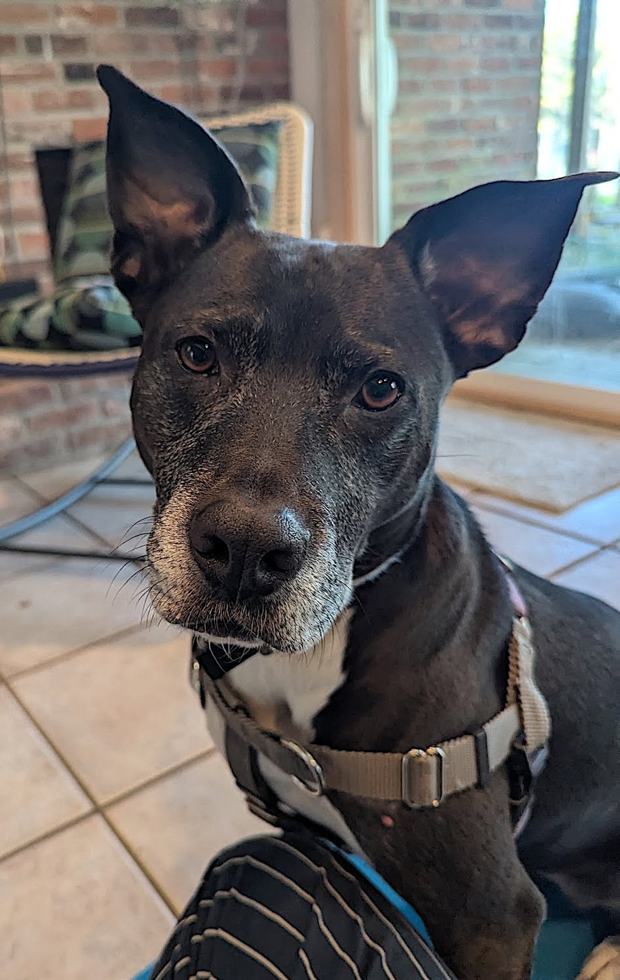 Dani