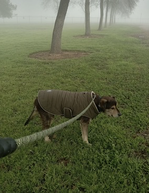 Chance, photo 6