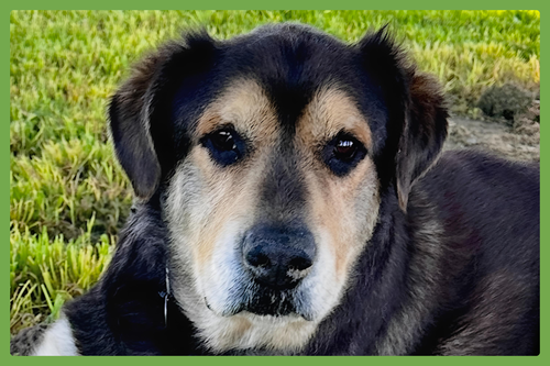 Chance, an adoptable Labrador Retriever in Amherst, MA