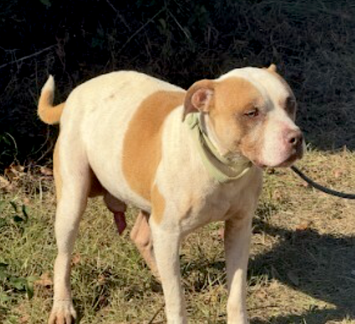 Photo 4 of Bently