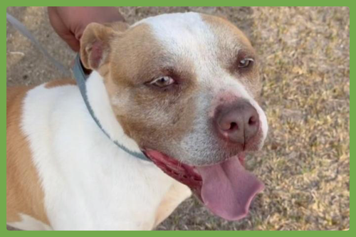 Bently, a dog for adoption from Joyful Pets Animal Rescue