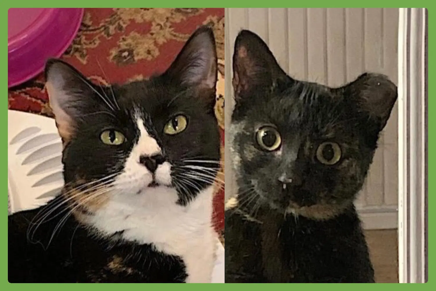 Momma Bear And Baby Bear - Domestic Short Hair