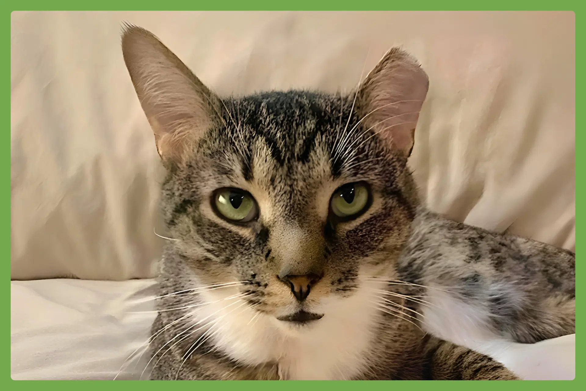 Poppa Bear - Domestic Short Hair