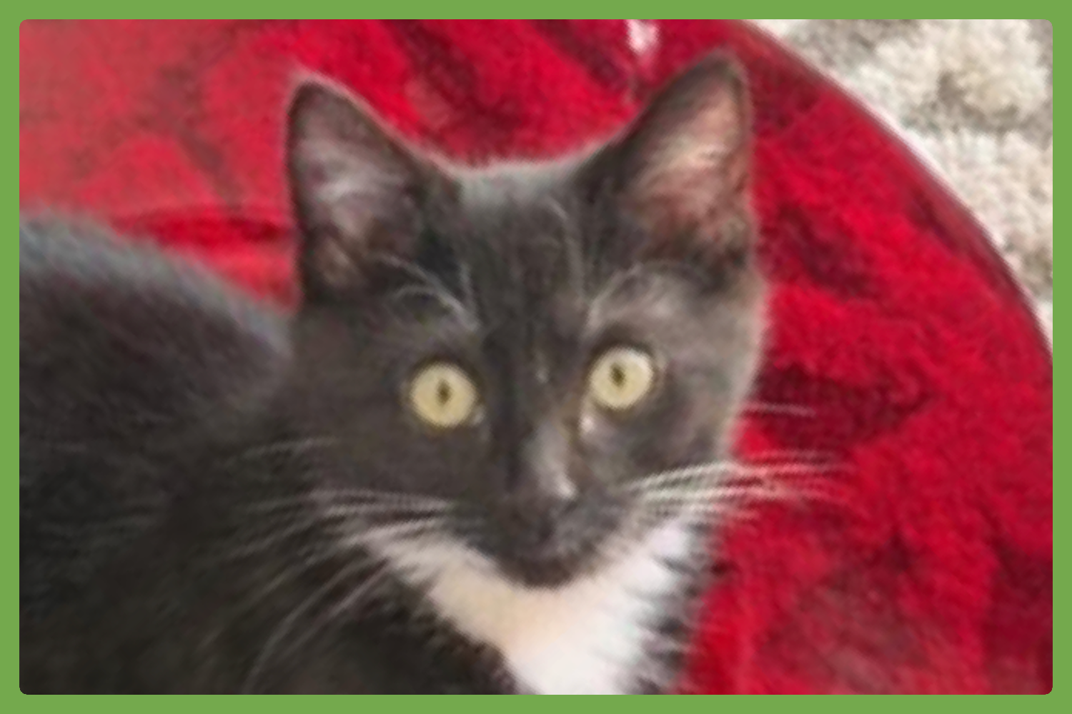 Oliver Image