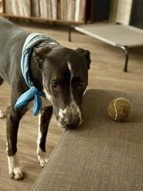 Photo 5 of Django