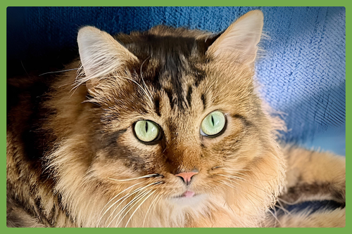 Cosmo, Adult Domestic Long Hair (long coat), cat for adoption in Westfield, Massachusetts