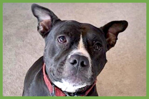 Daisy, an adoptable American Staffordshire Terrier in Amherst, MA