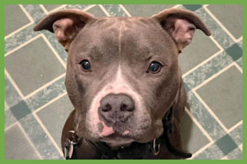 Jack, an adoptable American Pit Bull Terrier in Amherst, MA