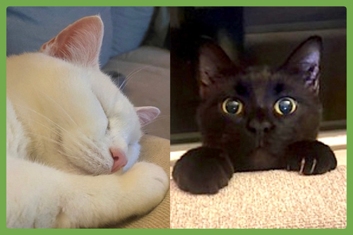 Fancy and Felix, an adoptable Domestic Short Hair in Amherst, MA