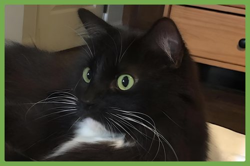 Book, an adoptable Domestic Long Hair in Amherst, MA