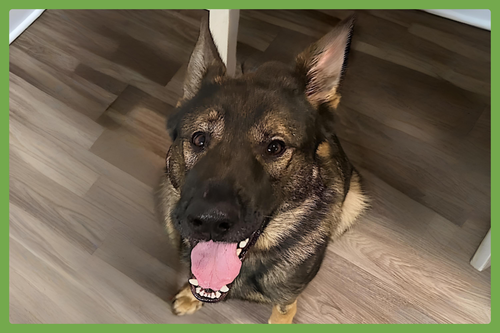ACE - German Shepherd Dog available for adoption