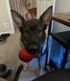 Ace - Photo 3