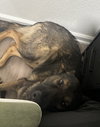 Ace - Photo 5
