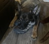 Ace - Photo 8