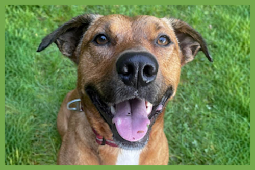 Mila, an adoptable Labrador Retriever in Amherst, MA