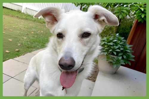 Ernest, an adoptable German Shepherd Dog in Amherst, MA