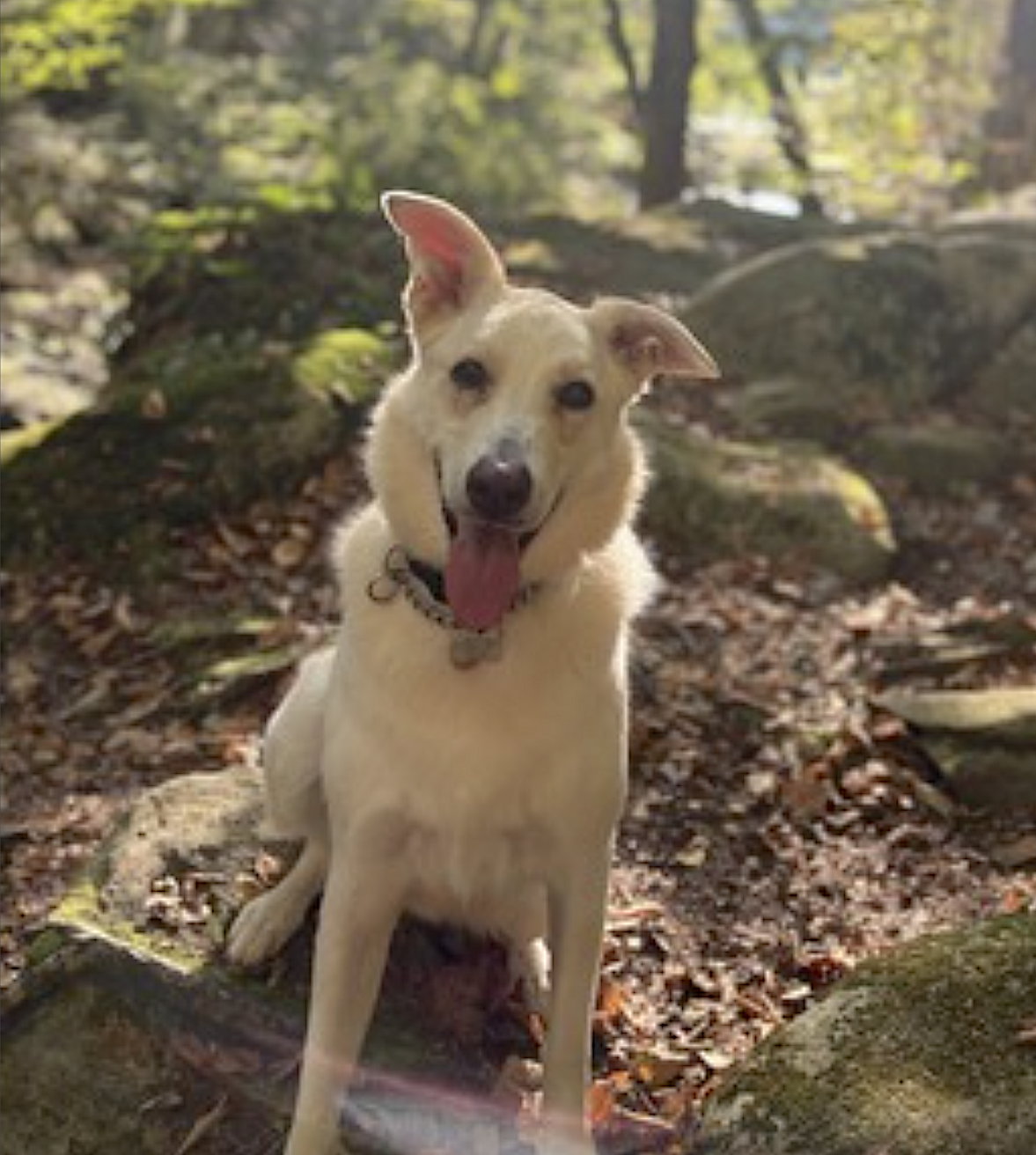 Ernest, photo 13