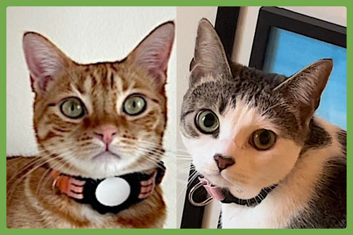 Luna and Nabi, an adoptable Domestic Short Hair in Amherst, MA