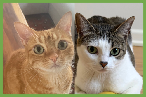 Luna and Nabi, Adult Domestic Short Hair (short coat), cat for adoption in Leominster, Massachusetts
