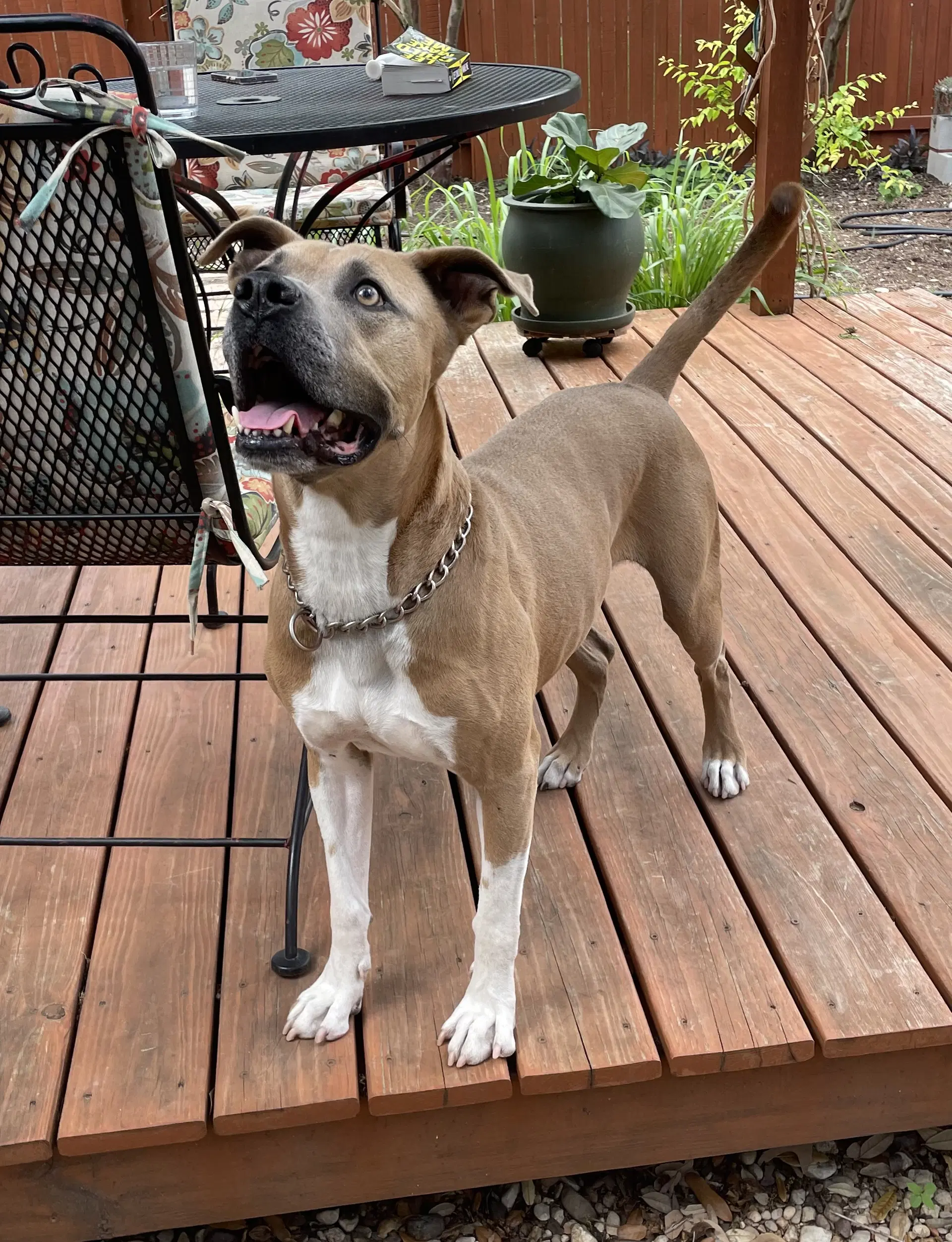 Murphy image 4