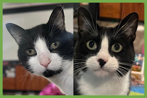 Bruddah and Crybaby, an adoptable Domestic Short Hair in Amherst, MA