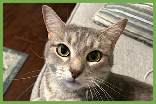 Dusty, an adoptable Domestic Short Hair in Amherst, MA